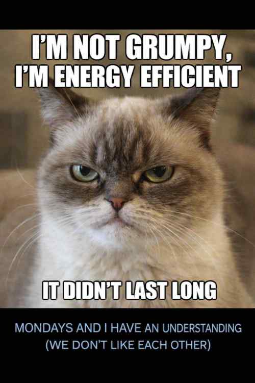 Cat meme saying "I'm not grumpy, I'm energy-efficient."